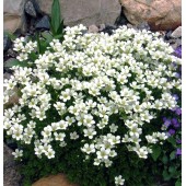 Камнеломка andresii White 